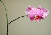 Slender branches, heavy blossoms