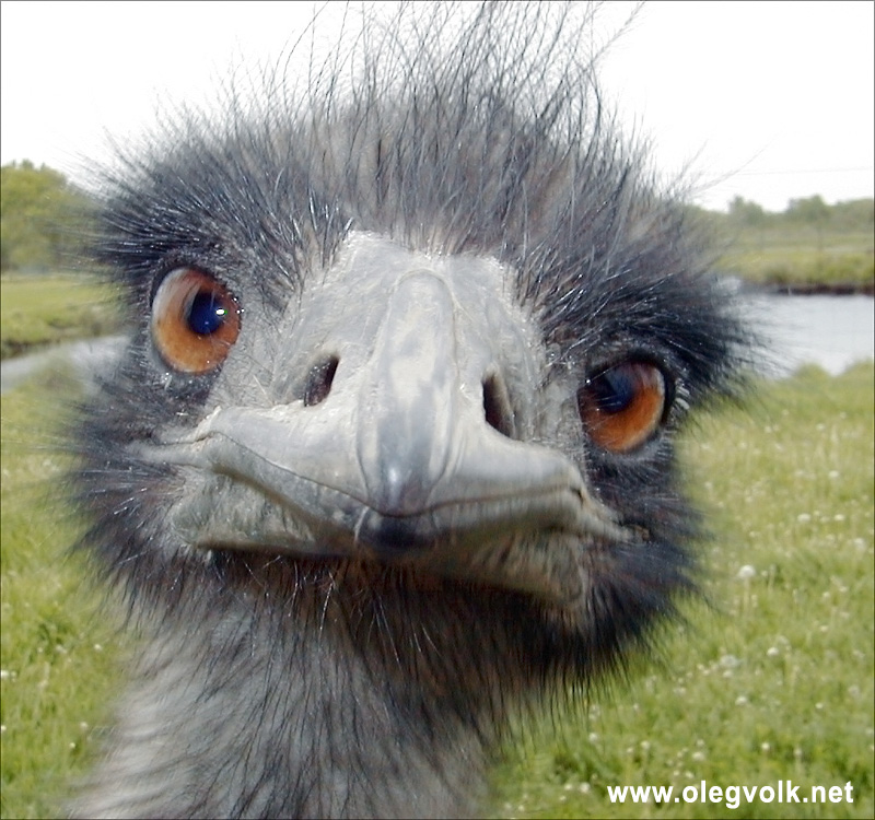 image: emu