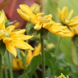 yellowflowers4950