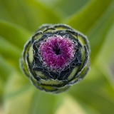 bud 4887