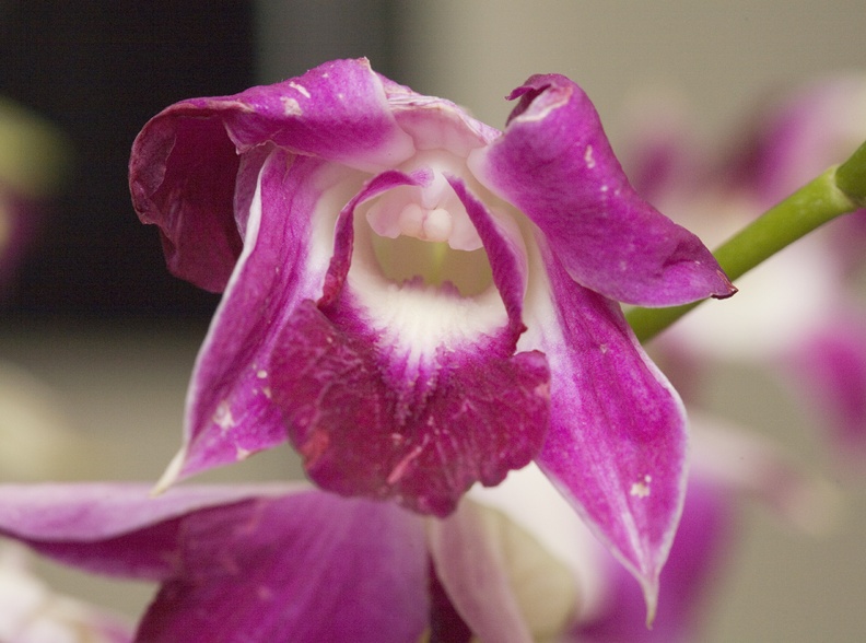orchid_6331.jpg