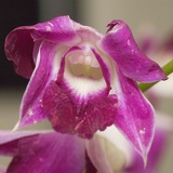 orchid 6331