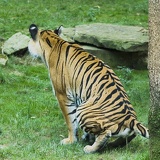 tiger 2053