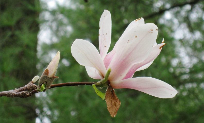 magnolia 1380