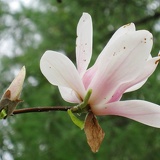 magnolia_1380.jpg