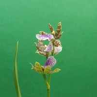 orchid1289