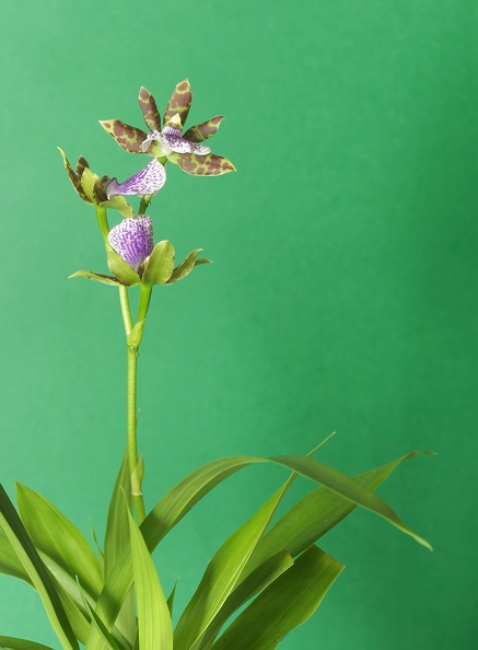 orchid1318.jpg