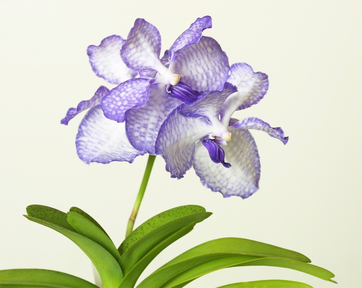 orchid6136