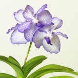 orchid6136