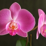 orchids tanya