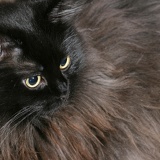 sea of fur