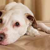 dog humphrey D6A8839web