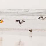 birdchaser Z8A7081web