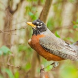 bird robin 9467