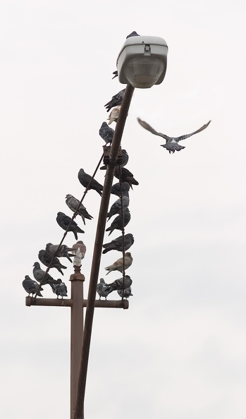 birds5777.jpg