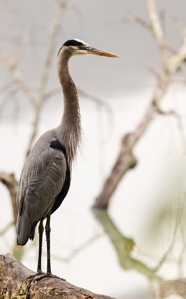 blue_heron_Z8A1171web.jpg