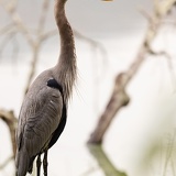 blue heron Z8A1171web