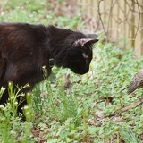 cat bird 9427