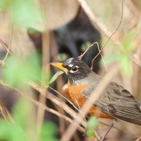 cat bird eyes 9453