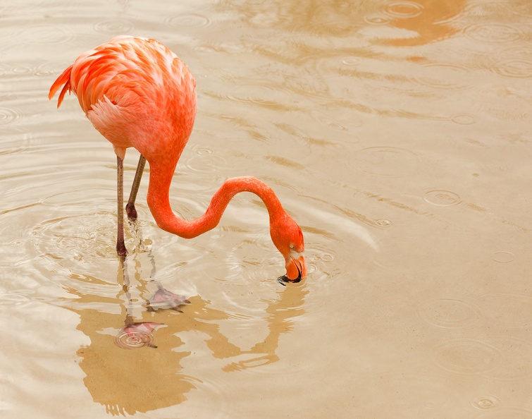 flamingo_0017.jpg