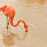 flamingo 0017