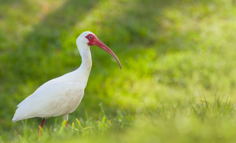 ibis 4715