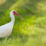 ibis 4715