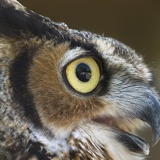 owl1946
