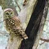 owl DSC7812web
