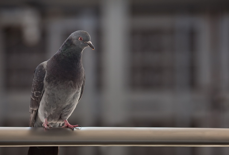 pigeon 0588