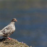 pigeon 7063