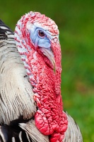 turkey 1391