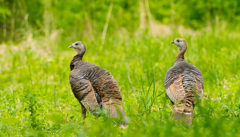 turkey hens DSC7693web