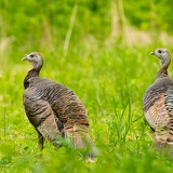turkey hens DSC7693web