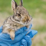baby rabbit 1000419