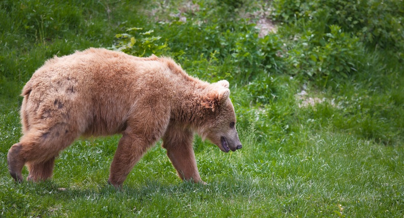 bear cub 8732