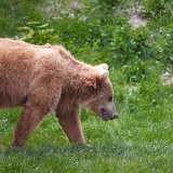 bear cub 8732