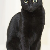 blackcat4554