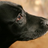 blackdog