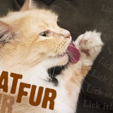 cat1523