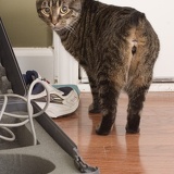 cat2931