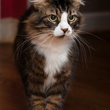 cat white feet 6737web
