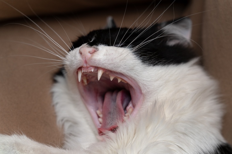 cat_teeth_DSC9436web.jpg