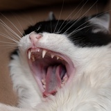 cat_teeth_DSC9436web.jpg