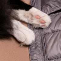 cat toes DSC9416web