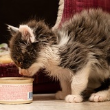 eating kitten DSC5271web