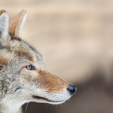 coyote profile 6360web