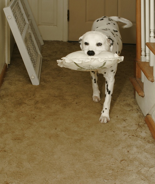dalmatian.jpg