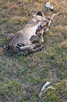 dead deer D6A1750web