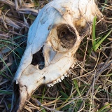 deer skull D6A1753web